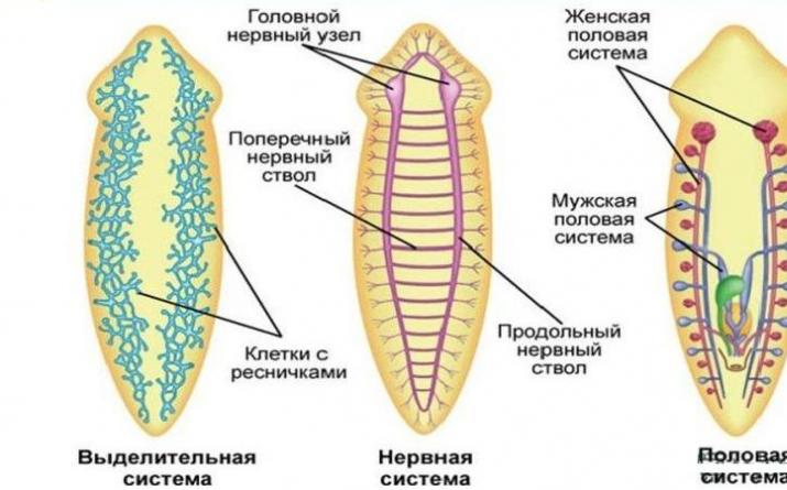 Класс Ресничные черви (Turbellaria)
