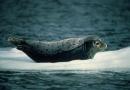 Размеры тюленя. Тюлень животное. Описание, особенности, виды, образ жизни и среда обитания тюленя. Распространенные подвиды тюленя обыкновенного