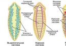 Класс Ресничные черви (Turbellaria)