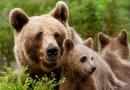 Описание, особенности, образ жизни и среда обитания бурого медведя