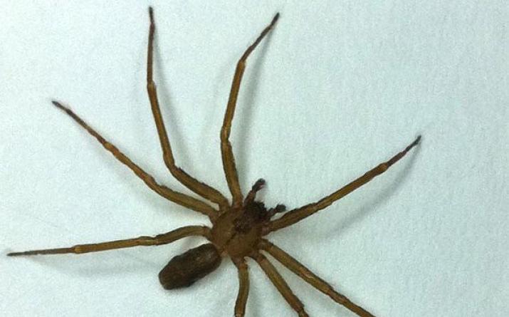 Семейство: Sicariidae = Бурые пауки-отшельники Большой коричневый паук
