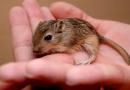 Large jerboa: description of the animal, varieties, lifestyle