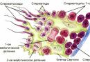Особенности строения и движения сперматозоида Кто открыл сперматозоиды