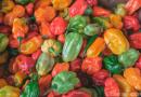 Bell pepper, its benefits and harm to the body