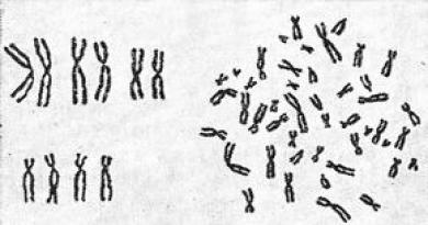 Все хромосомы в организме одинаковы пример