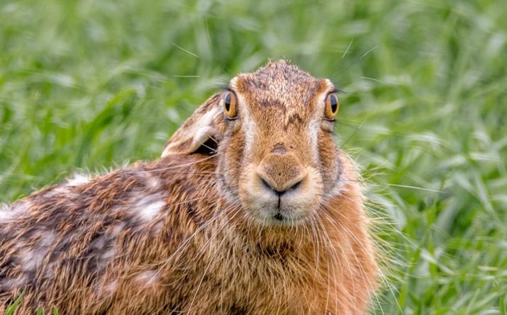 Interesting facts about hares: varieties and lifestyle of eared jumpers