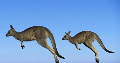 Message about the symbol of Australia, the kangaroo.