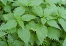 Nettle infusion: benefits and harms for the human body