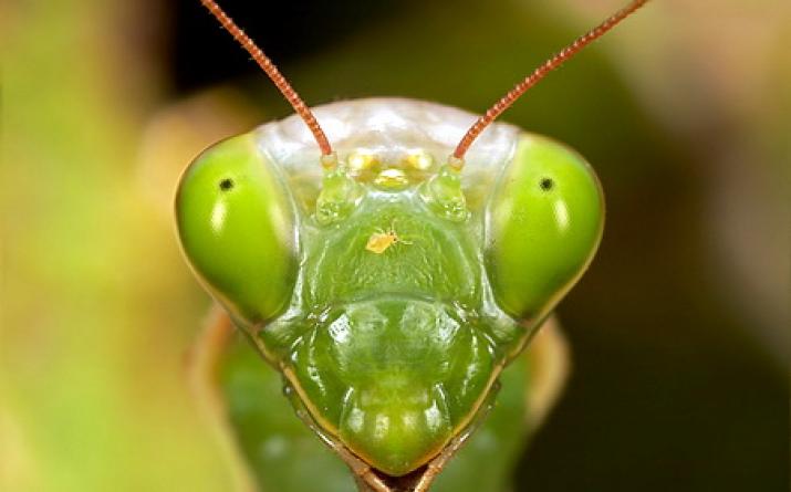 Mantis - way of life, what it eats, where and how long it lives, description, photos and videos Mantis where the name comes from