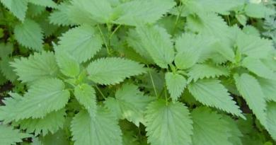 Nettle infusion: benefits and harms for the human body