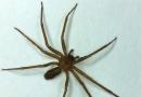 Family: Sicariidae = Brown recluse spiders Large brown spider